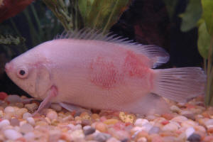 Kissing best sale gourami care